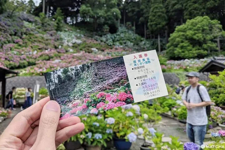 ฮัตโตริ อาจิไซ ชิบะ hattori ajisai chiba