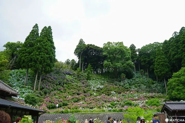 ฮัตโตริ อาจิไซ ชิบะ hattori ajisai chiba