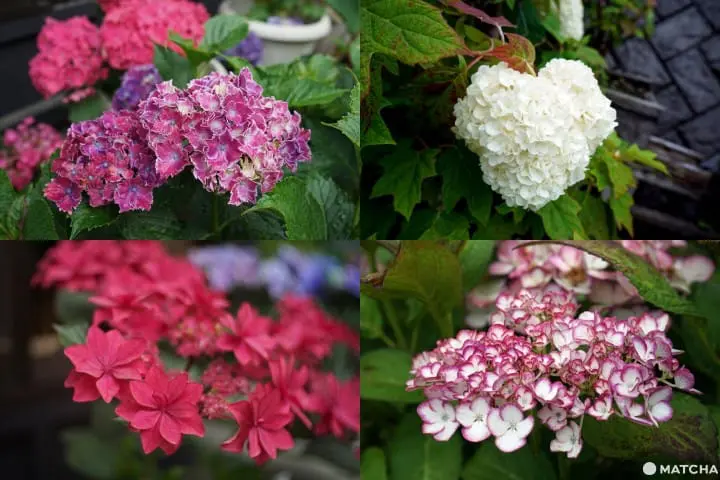 ฮัตโตริ อาจิไซ ชิบะ hattori ajisai chiba