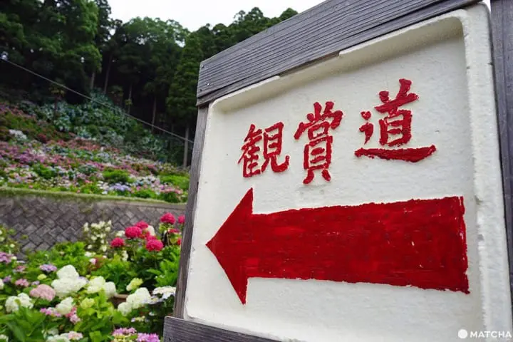 ฮัตโตริ อาจิไซ ชิบะ hattori ajisai chiba