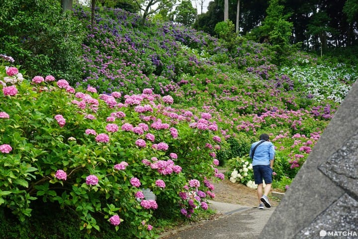 ฮัตโตริ อาจิไซ ชิบะ hattori ajisai chiba