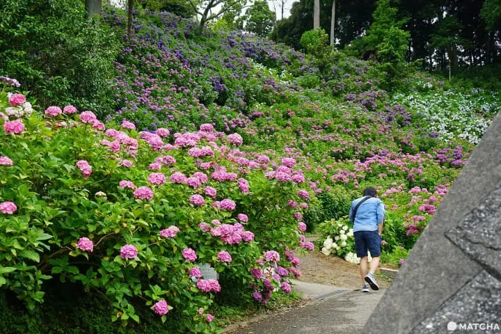 ฮัตโตริ อาจิไซ ชิบะ hattori ajisai chiba