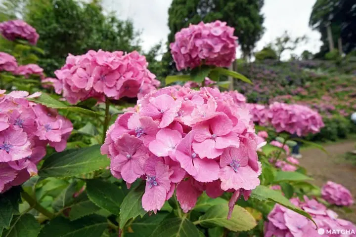 ฮัตโตริ อาจิไซ ชิบะ hattori ajisai chiba