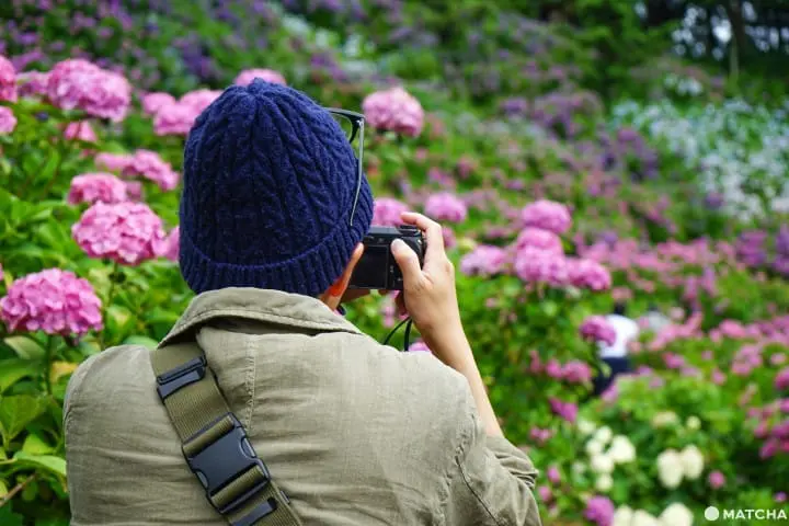 ฮัตโตริ อาจิไซ ชิบะ hattori ajisai chiba