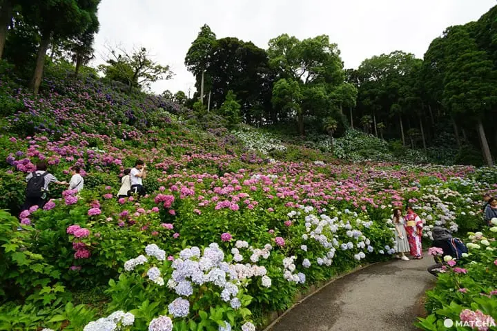 ฮัตโตริ อาจิไซ ชิบะ hattori ajisai chiba