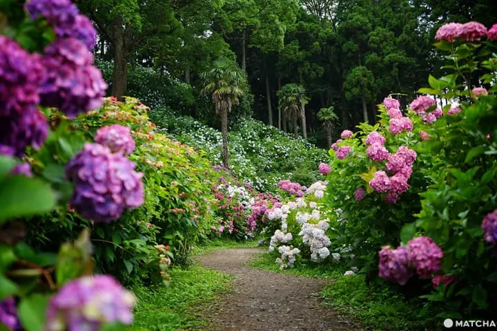 ฮัตโตริ อาจิไซ ชิบะ hattori ajisai chiba