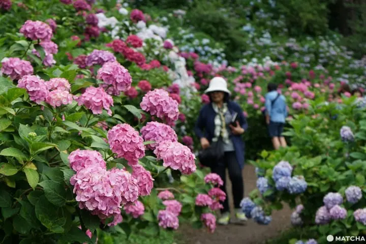 ฮัตโตริ อาจิไซ ชิบะ hattori ajisai chiba