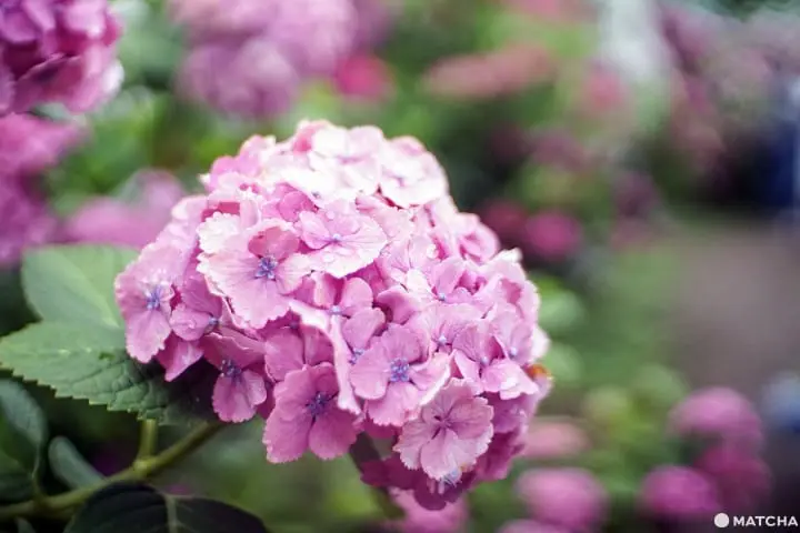 ฮัตโตริ อาจิไซ ชิบะ hattori ajisai chiba