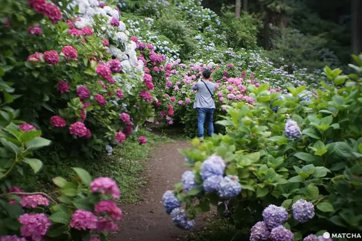 ฮัตโตริ อาจิไซ ชิบะ hattori ajisai chiba