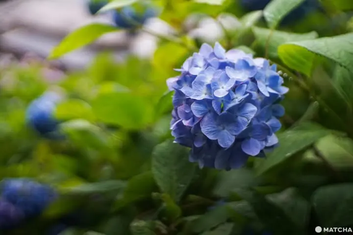 ฮัตโตริ อาจิไซ ชิบะ hattori ajisai chiba