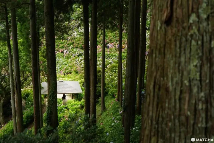 ฮัตโตริ อาจิไซ ชิบะ hattori ajisai chiba