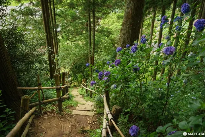 ฮัตโตริ อาจิไซ ชิบะ hattori ajisai chiba