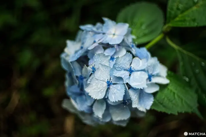 ฮัตโตริ อาจิไซ ชิบะ hattori ajisai chiba