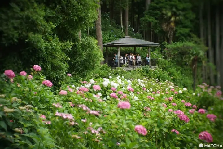 ฮัตโตริ อาจิไซ ชิบะ hattori ajisai chiba