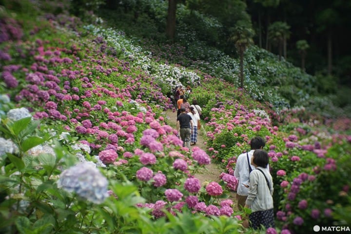 ฮัตโตริ อาจิไซ ชิบะ hattori ajisai chiba