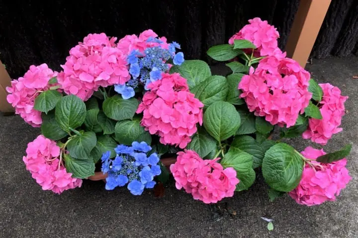 Hakone Hydrangea