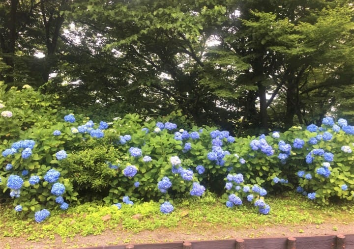 Hydrangea