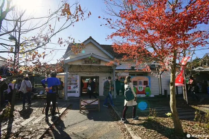 โยโรเคโคคุ Yoro Keikoku valley ใบไม้เปลี่ยนสี ชิบะ