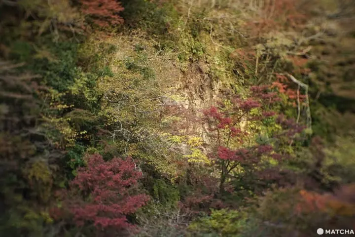 โยโรเคโคคุ Yoro Keikoku valley ใบไม้เปลี่ยนสี ชิบะ