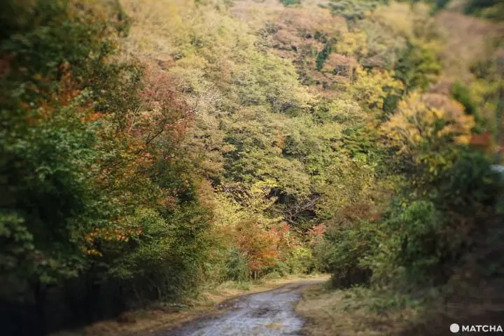 โยโรเคโคคุ Yoro Keikoku valley ใบไม้เปลี่ยนสี ชิบะ