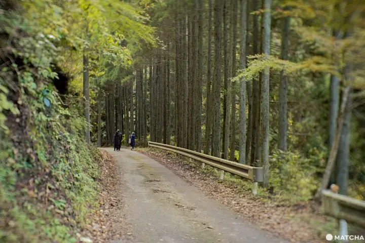 โยโรเคโคคุ Yoro Keikoku valley ใบไม้เปลี่ยนสี ชิบะ