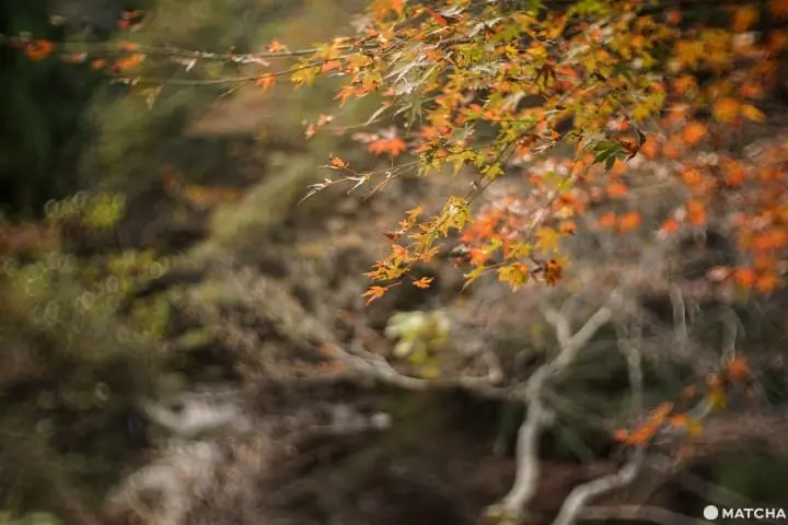 โยโรเคโคคุ Yoro Keikoku valley ใบไม้เปลี่ยนสี ชิบะ