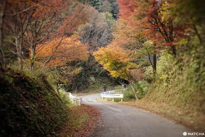 โยโรเคโคคุ Yoro Keikoku valley ใบไม้เปลี่ยนสี ชิบะ