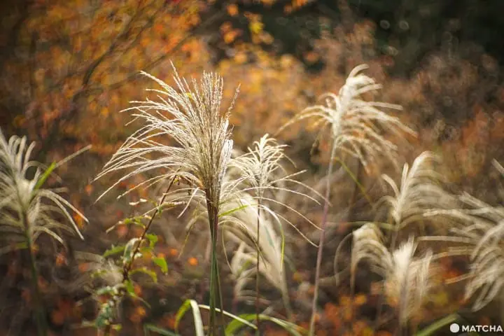 โยโรเคโคคุ Yoro Keikoku valley ใบไม้เปลี่ยนสี ชิบะ