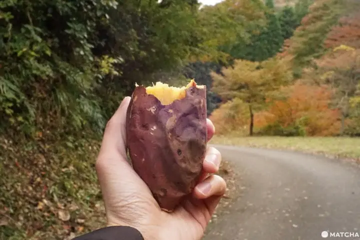 โยโรเคโคคุ Yoro Keikoku valley ใบไม้เปลี่ยนสี ชิบะ