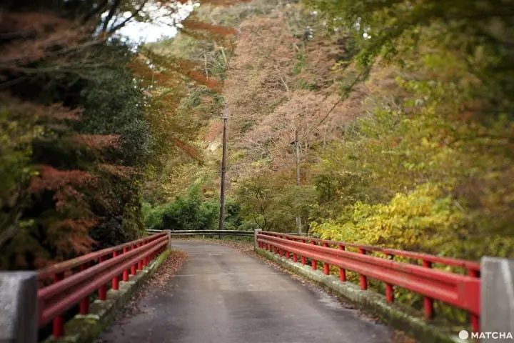 โยโรเคโคคุ Yoro Keikoku valley ใบไม้เปลี่ยนสี ชิบะ