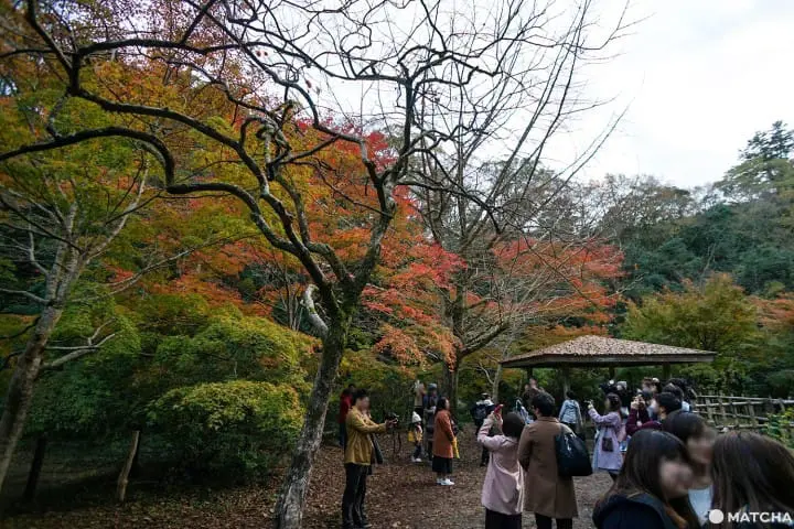 โยโรเคโคคุ Yoro Keikoku valley ใบไม้เปลี่ยนสี ชิบะ