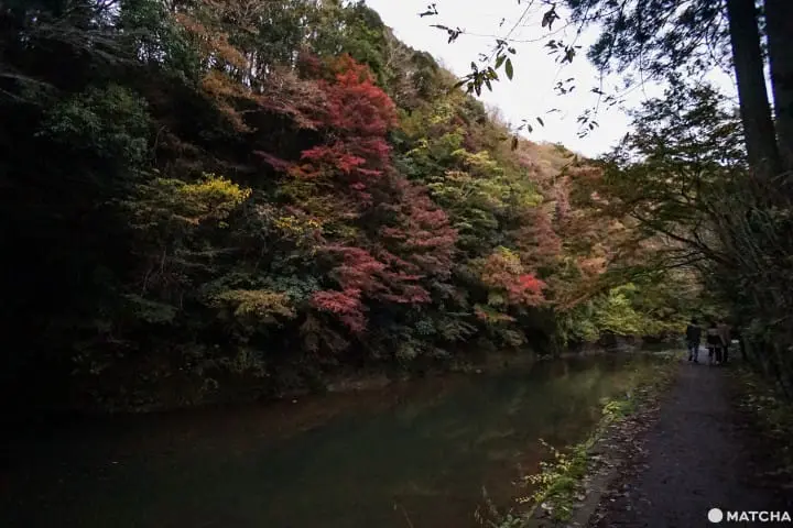 โยโรเคโคคุ Yoro Keikoku valley ใบไม้เปลี่ยนสี ชิบะ
