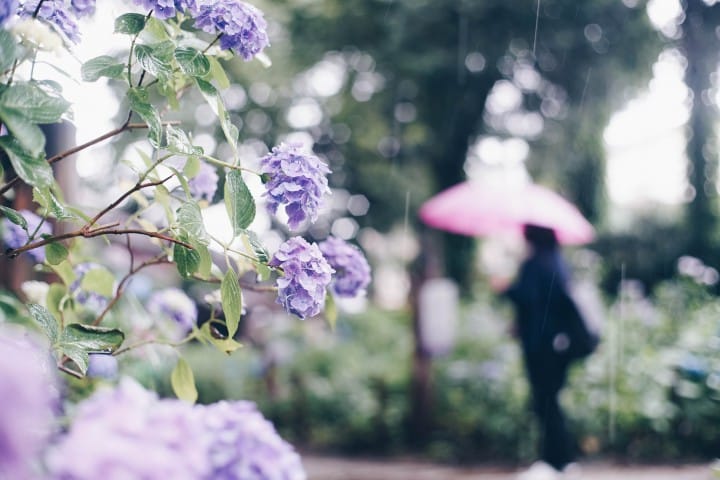 rainy season