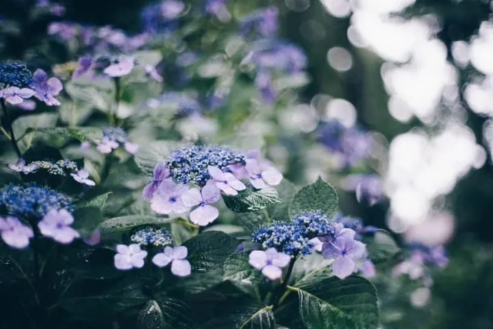 Hydrangeas
