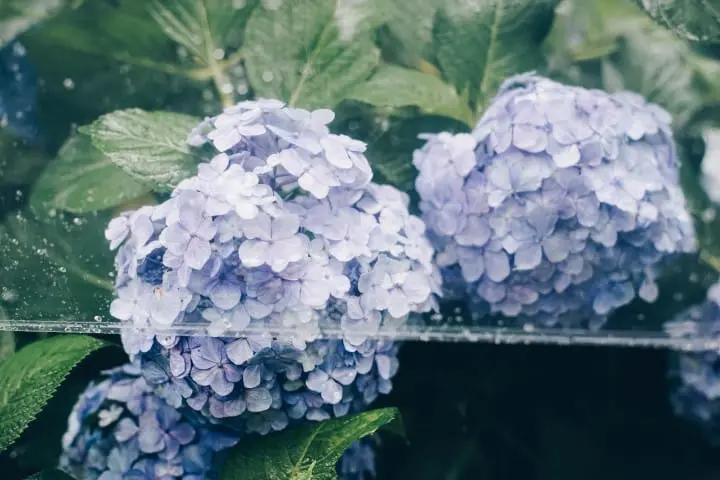 Hydrangeas