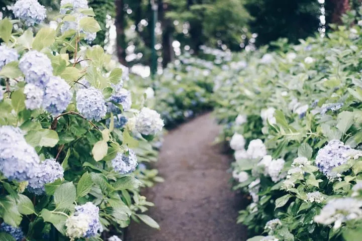 Japan's Seasons In Photos: June - The Beauty Of Rain