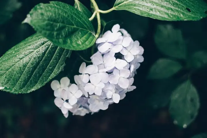 Japan's Seasons In Photos: June - The Beauty Of Rain