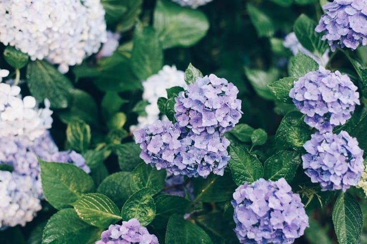 Hydrangeas