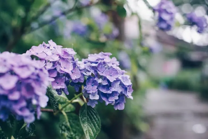Hydrangea