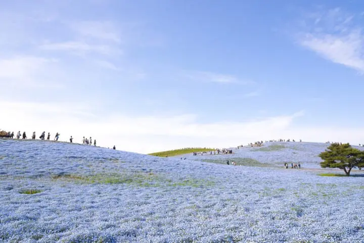 日本租车_茨城_常陆海滨公园