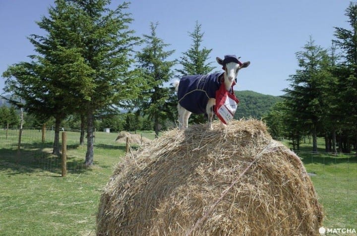 Hokkaido Daytrip - Sea Of Clouds And Postman Goats At Tomamu Resorts