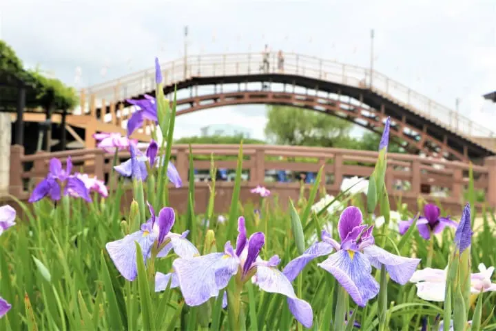 Itako Iris Festival