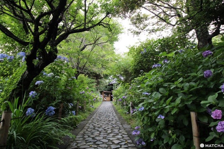 【鎌仓檑亭】鎌仓山中的荞麦面屋-梅雨季绣球花