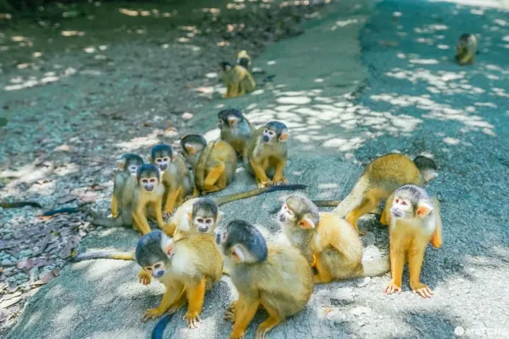 石垣八重山民俗村_石垣八重山村_松鼠猴