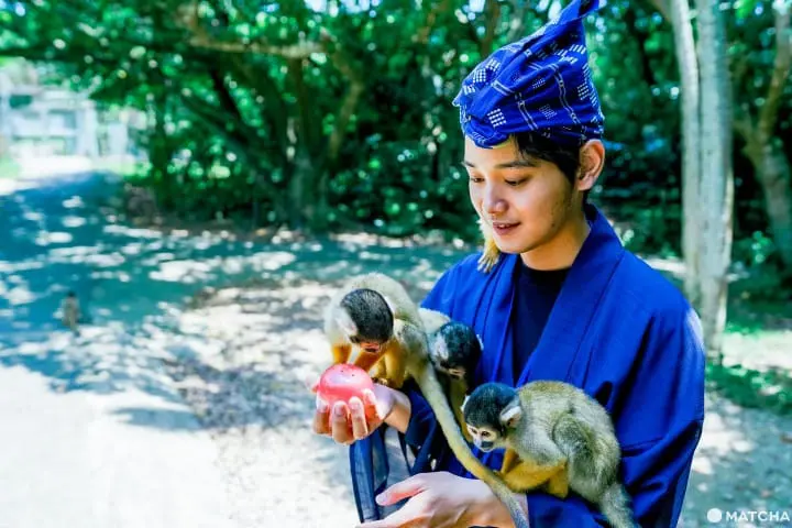 石垣八重山民俗村_石垣八重山村_松鼠猴