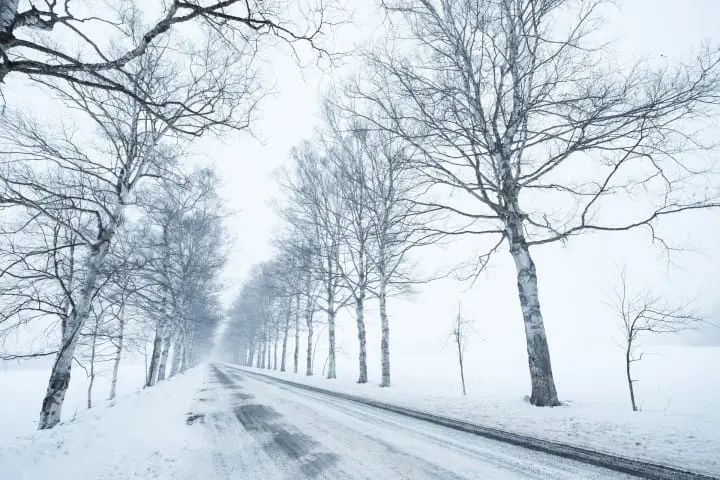 北海道天氣 行道樹