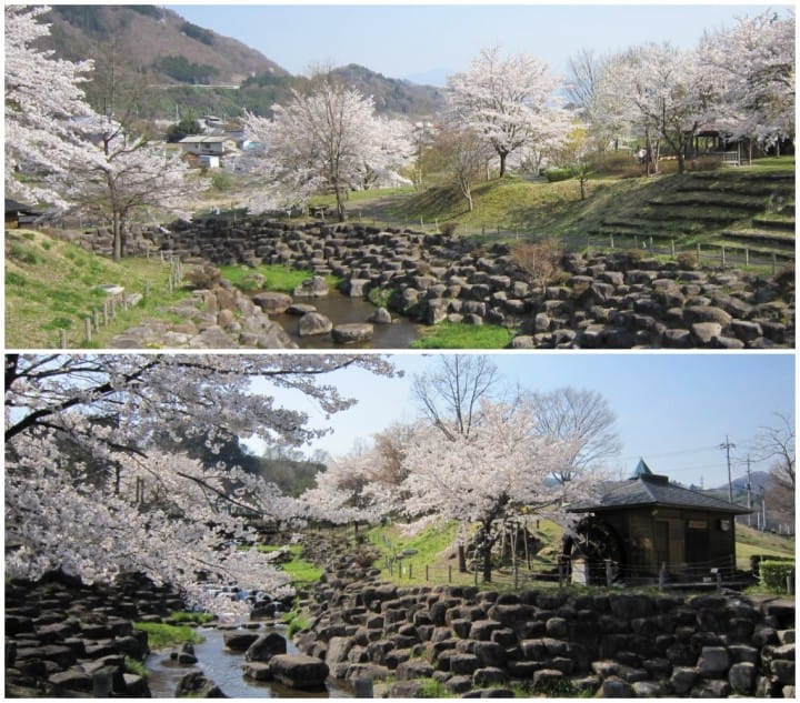 yaseshinsui park sakura, minakami, gunma