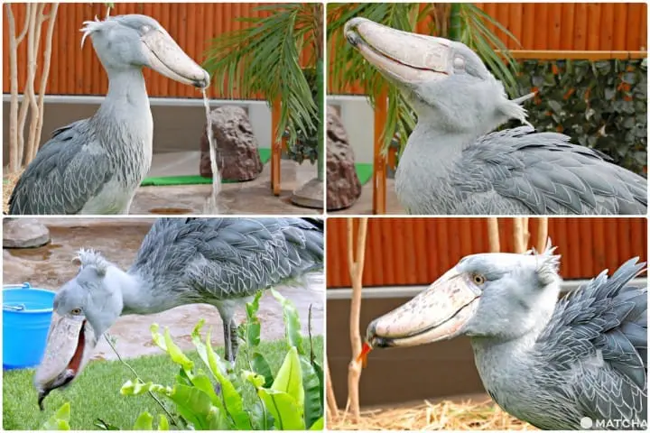 挂川鲸头鹳喂食