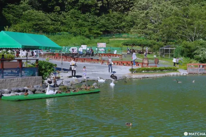 挂川花鸟园水鸟