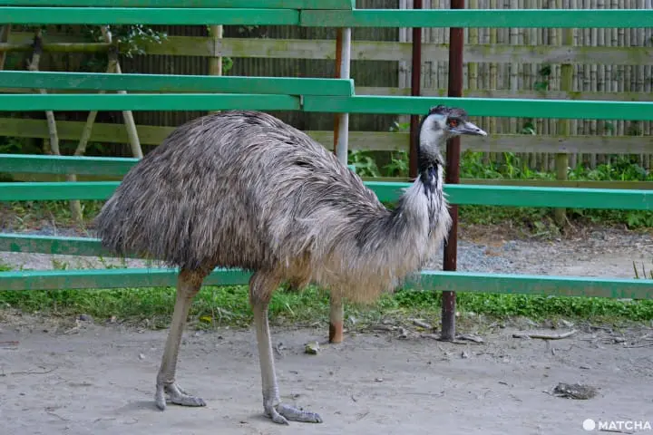 挂川花鸟园鸵鸟
